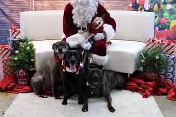 Pet Photos with Santa Paws Pet Photos with Santa Paws