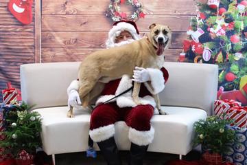 Pet Photos with Santa Paws Pet Photos with Santa Paws