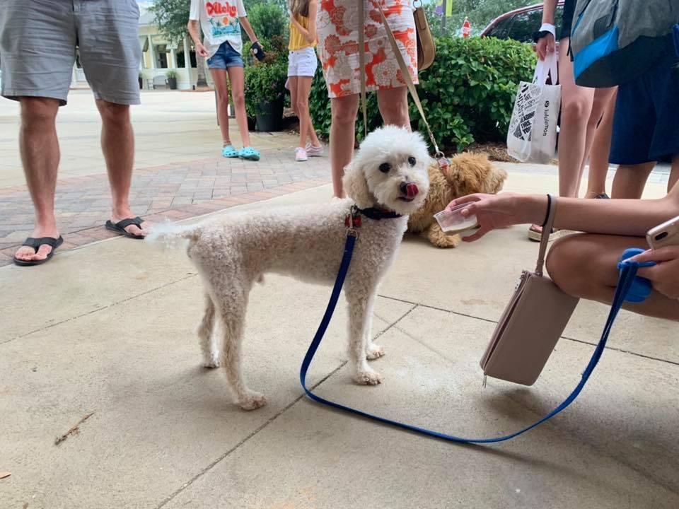 Dog Events South Florida 2022