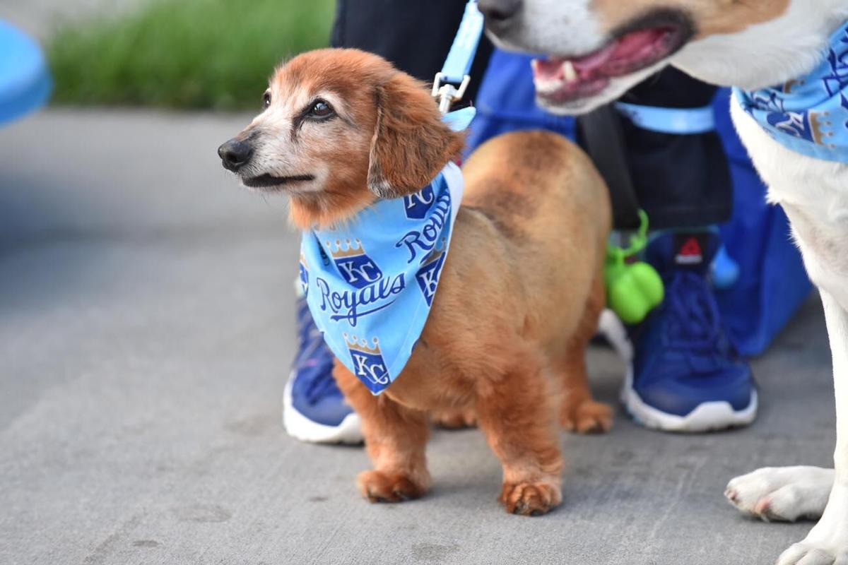 Kansas city cheap royals dog jersey