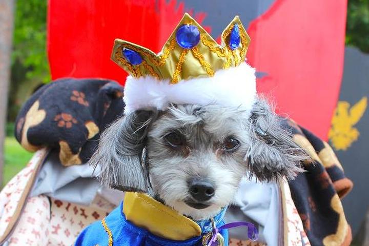 Dog Events In Michigan Bringfido 2022 Dog Events In Michigan