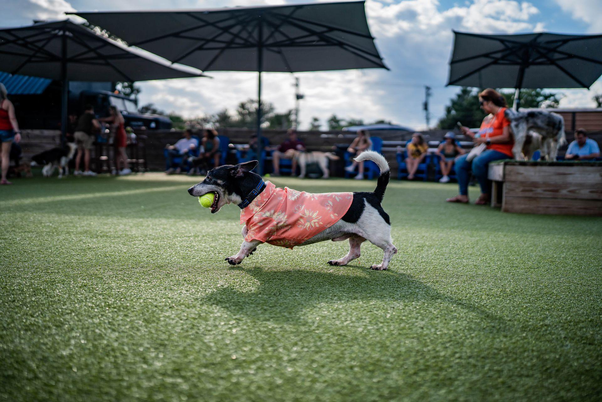 Pet Friendly Pups, Pints, & Pages