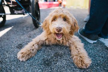 Dog Events In Rock Hill Sc Bringfido