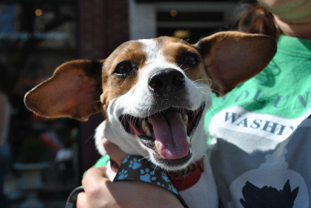 Fitchburg Dog Festival