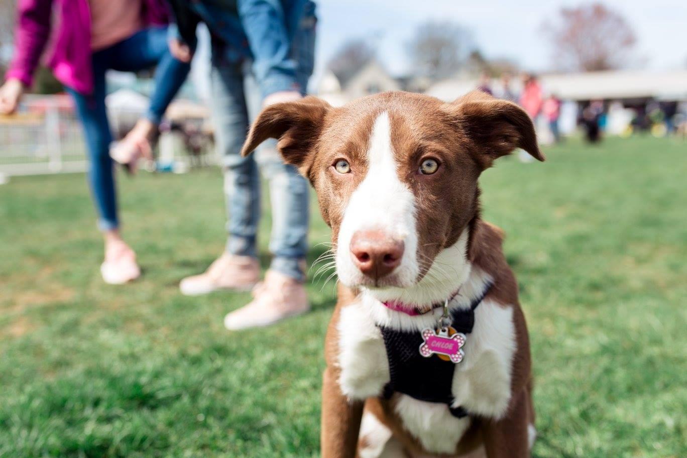 Fitchburg Dog Festival