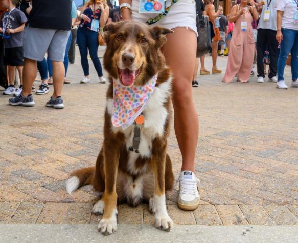 Pet Friendly Mother’s Day Sip & Shop