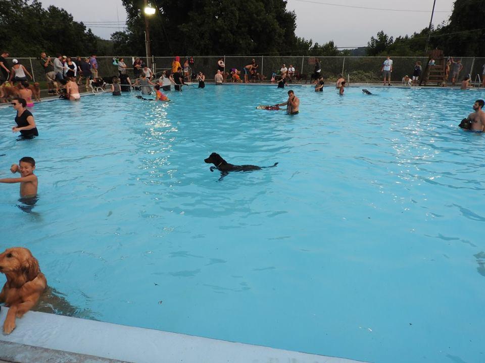 Bellevue Dog Woods Swim