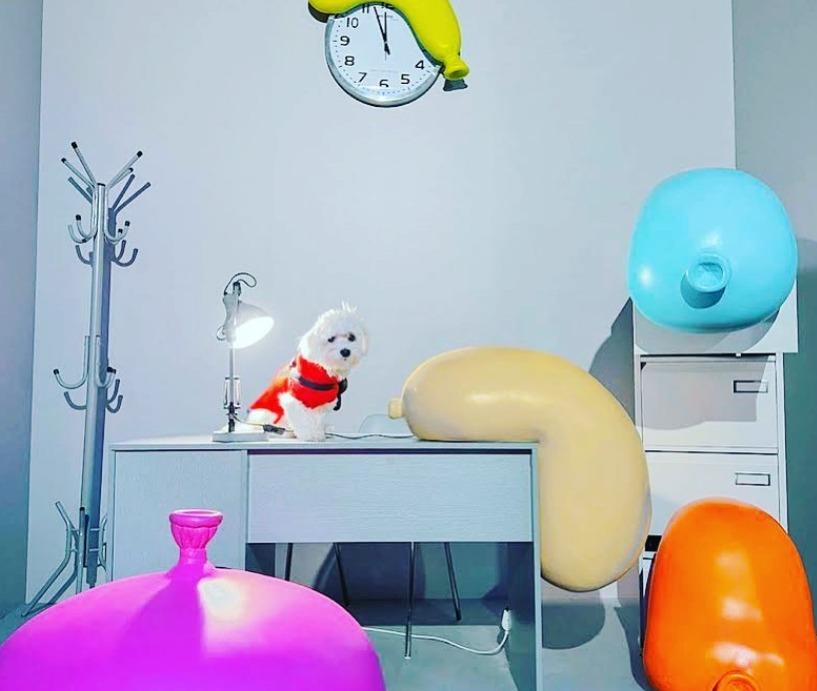 Pet Friendly Balloon Museum Los Angeles