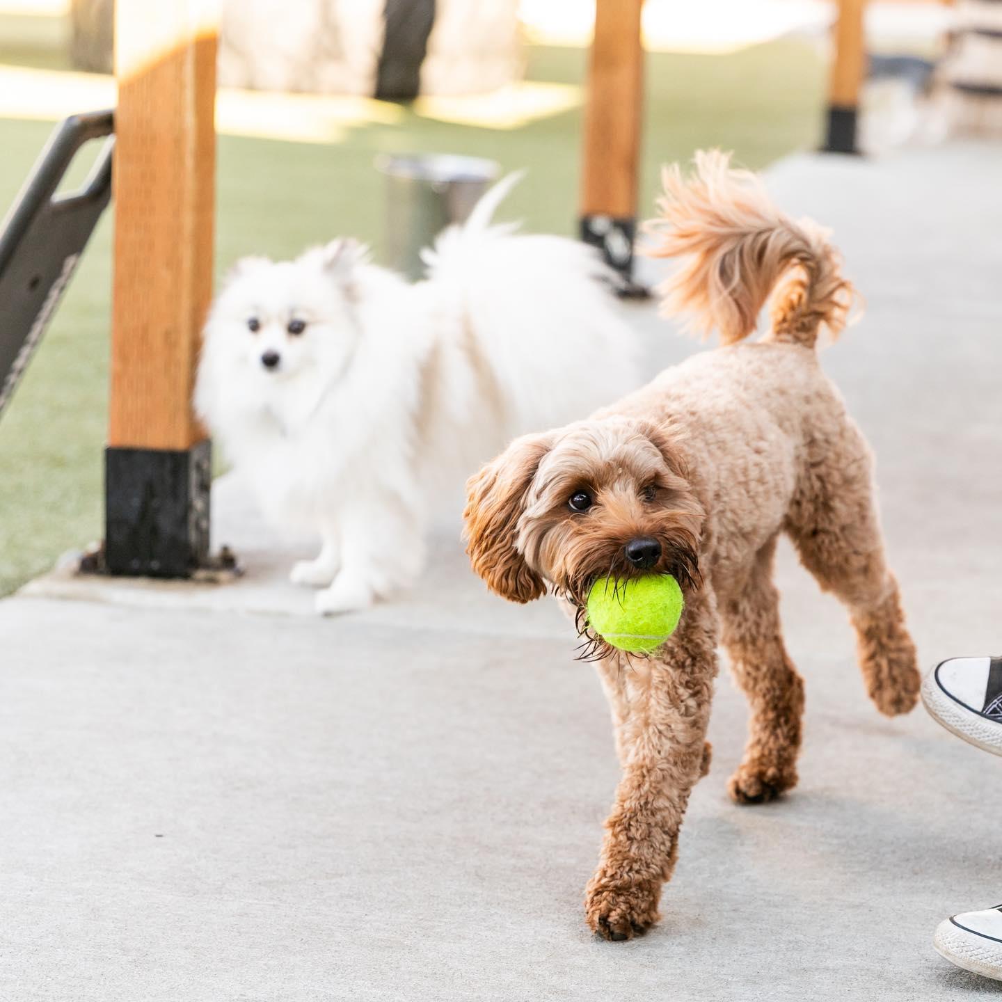 15 Best Seattle Seahawks Dog Products to Celebrate the 2023