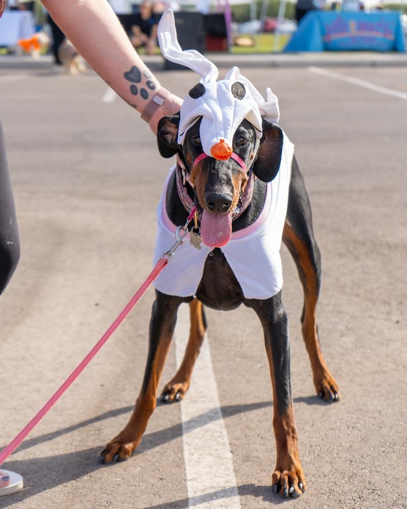 Pet Friendly Barks & Treats