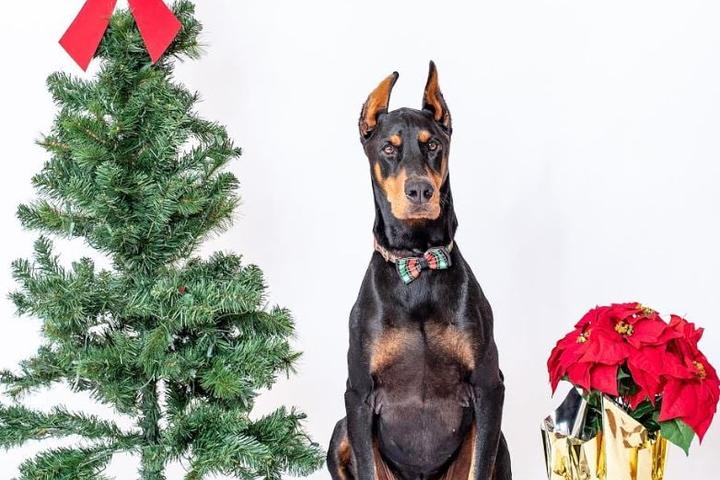 Pet Friendly Holiday Photo Shoot With Your Pup