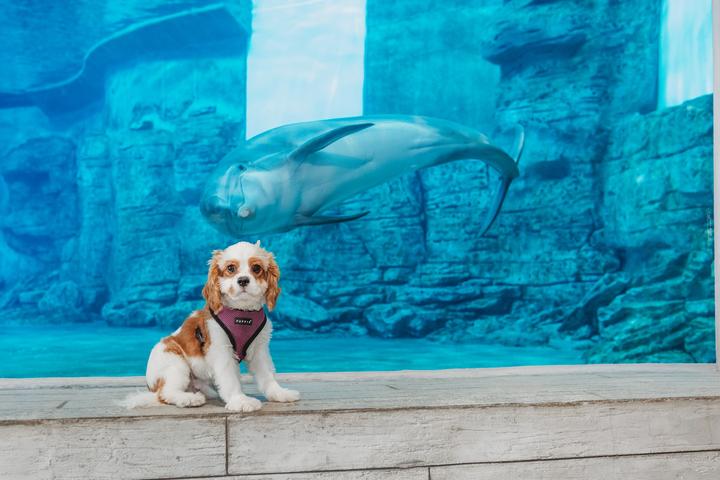 Pet Friendly Pet Photo Sessions with Rescued Dolphins at CMA