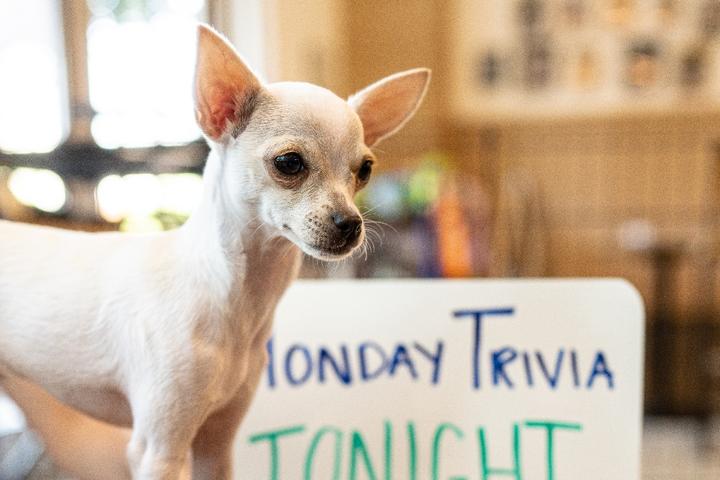 Pet Friendly Monday Night Trivia