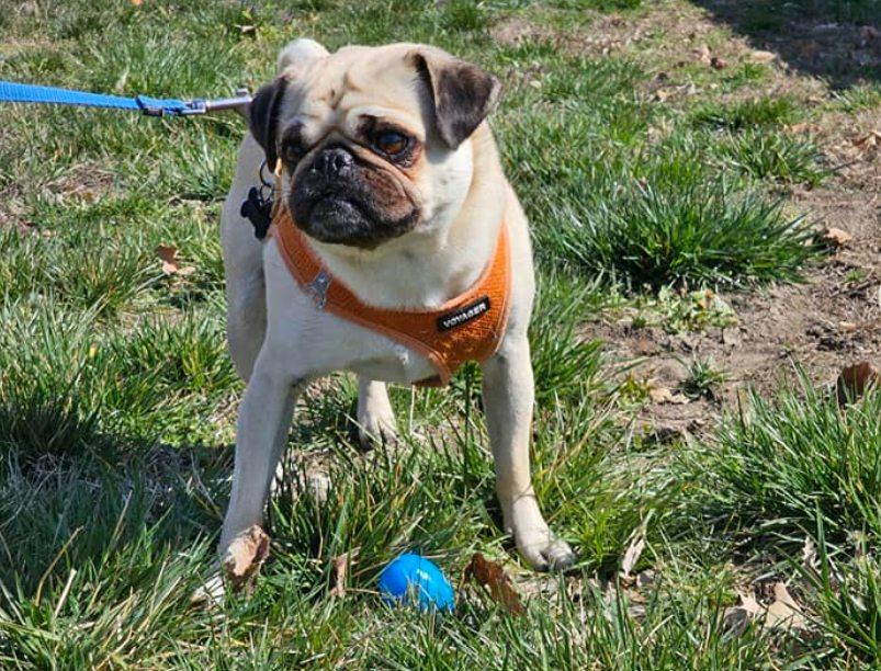 Dog Friendly Easter Egg Hunt