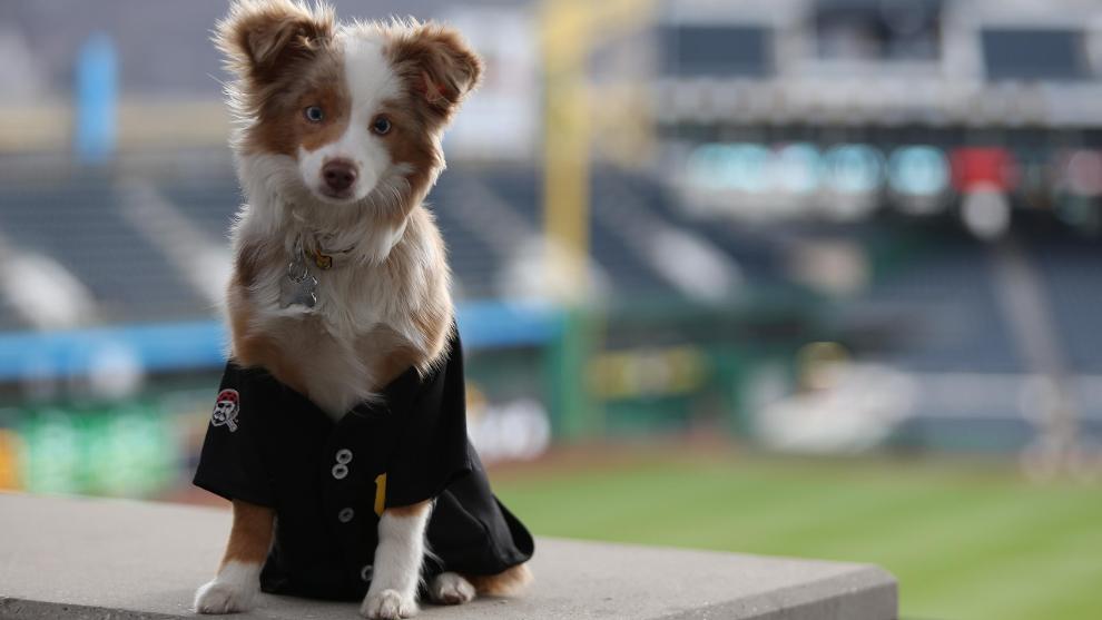 Pittsburgh Pirates and Bully Max Join Forces to Bring Pup Nights