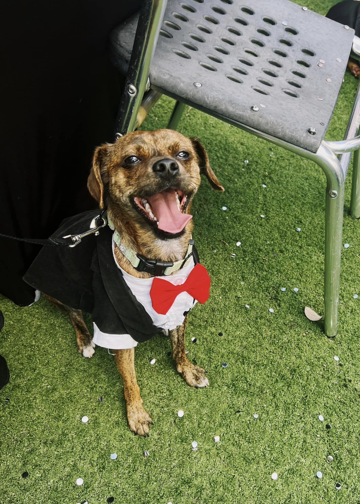 Pet Friendly Bayside Pet Resorts' Dog Prom