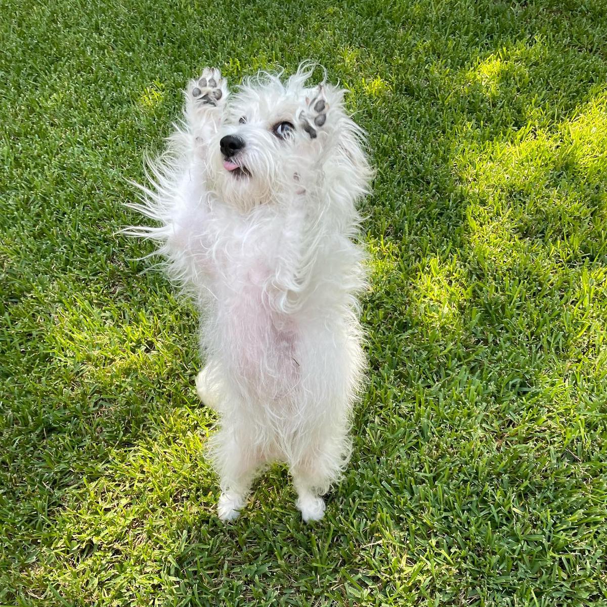 BringFido to Bark at the Park