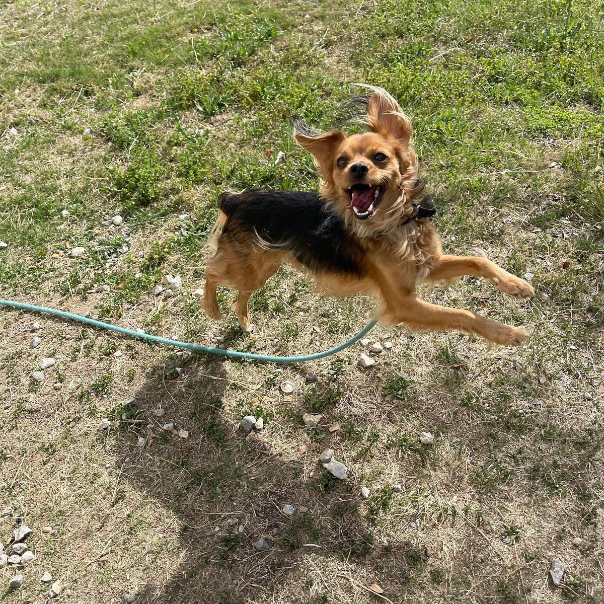 BringFido to Bark at the Park