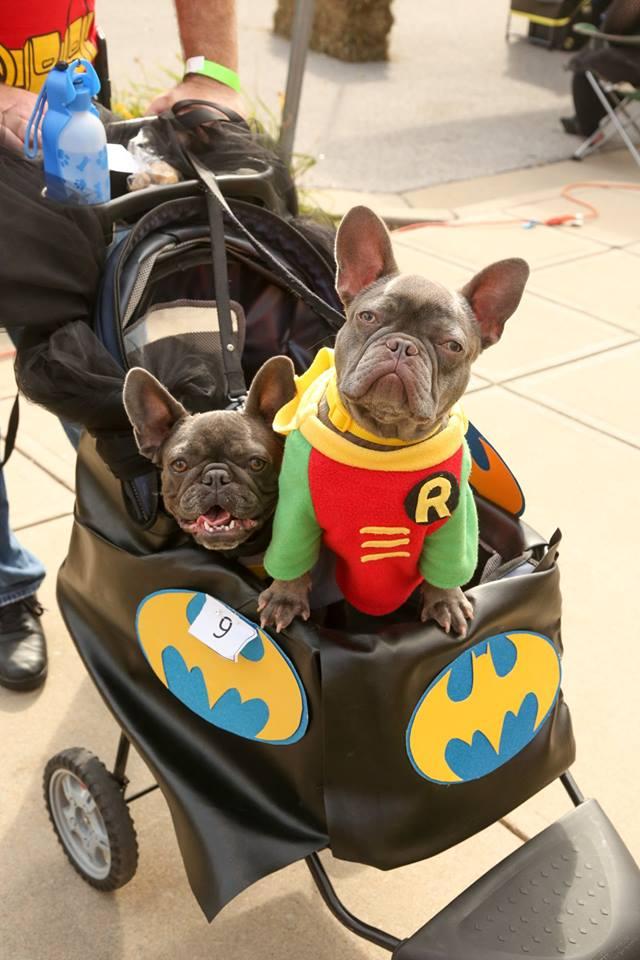 Pet Friendly Annual Pets and Pumpkins Family Festival