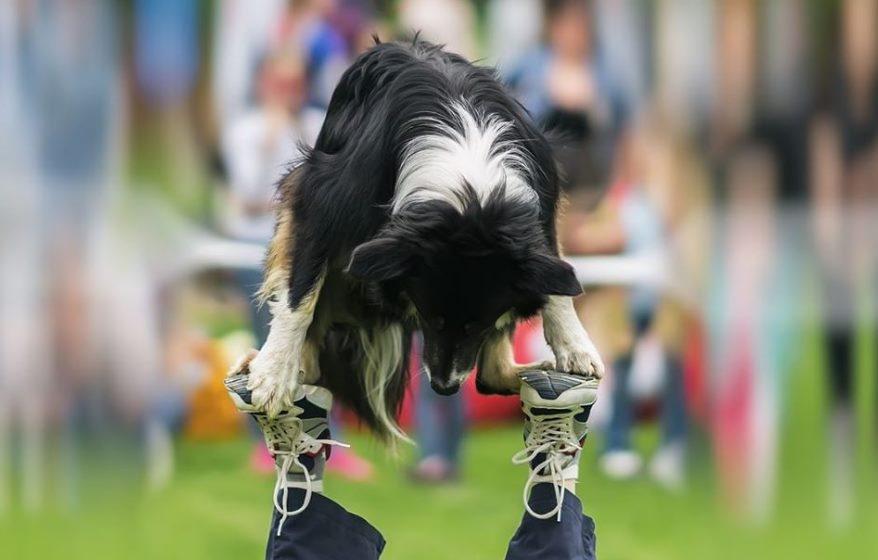 Dog Events in Austin, TX BringFido