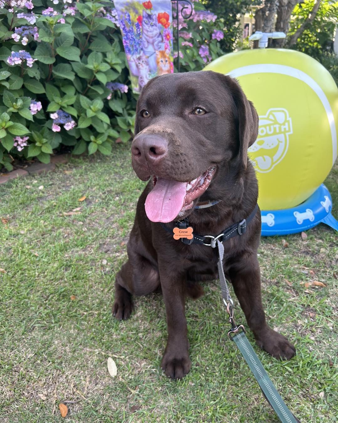 Pet Friendly Last Rodeo