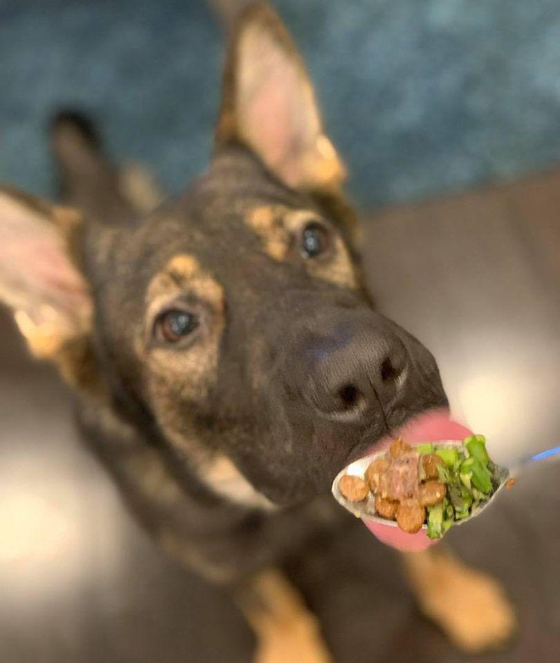 Pet Nutrition Live Q A W Billy Hoekman From Answers Pet Food