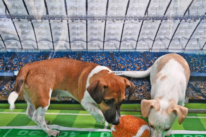 Pet Friendly Puppy Bowl Watch Party at McGregor's Grill & Ale House