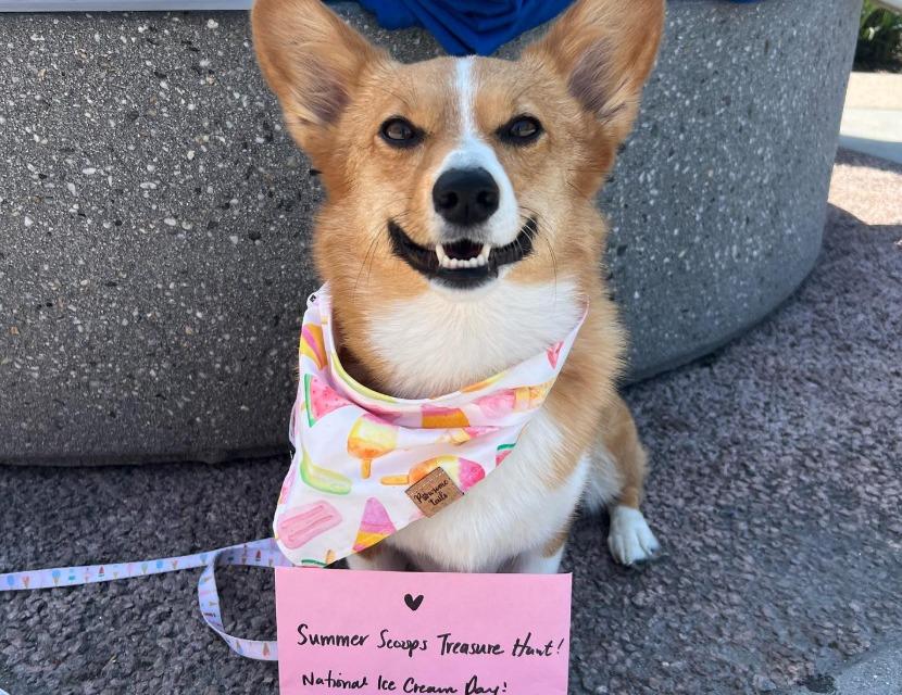 Pet Friendly Annual Scoop San Diego Ice Cream Festival