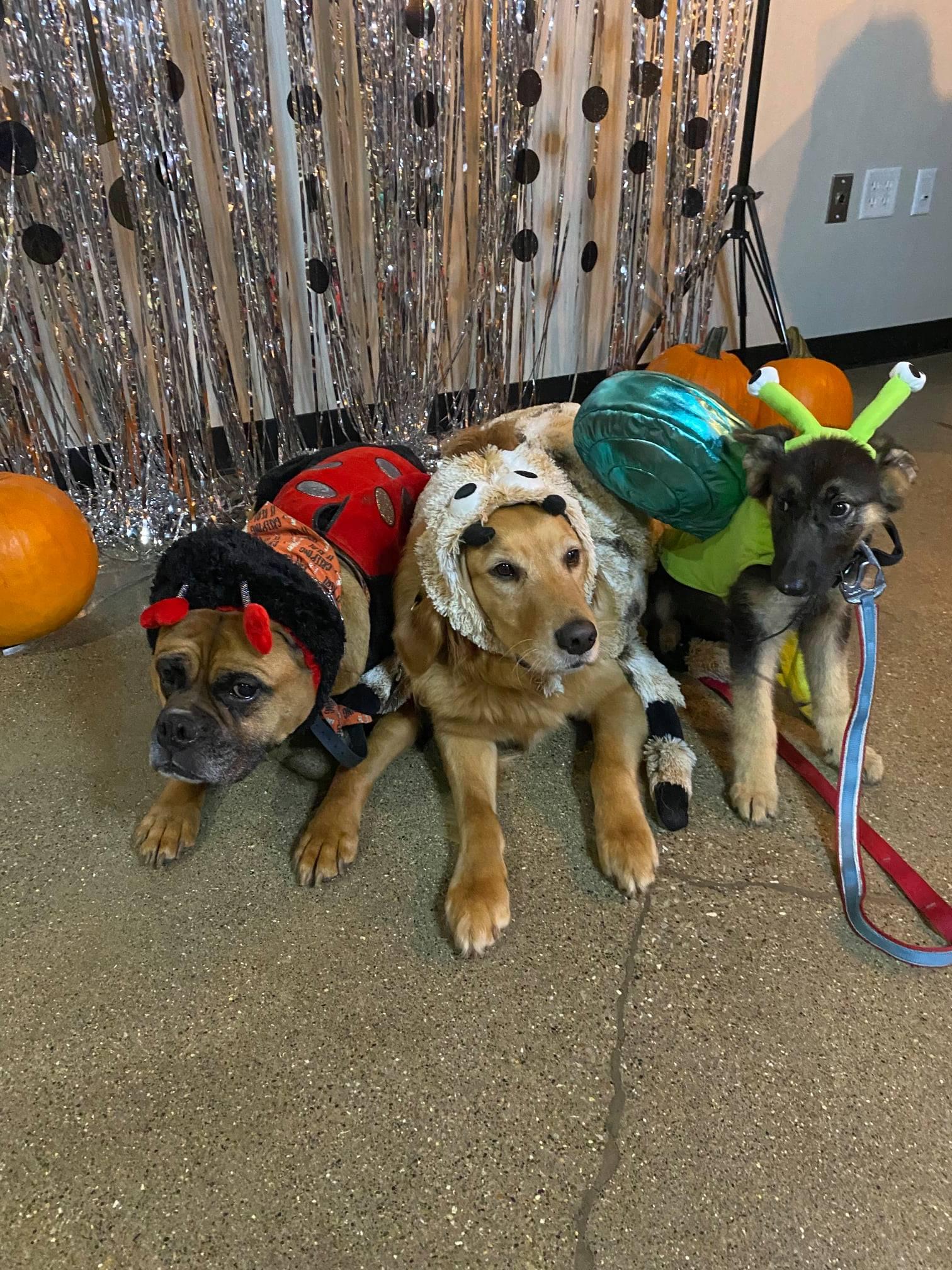 Bar Dog Wine's HOWL-oween dog costume contest features adoptable pups