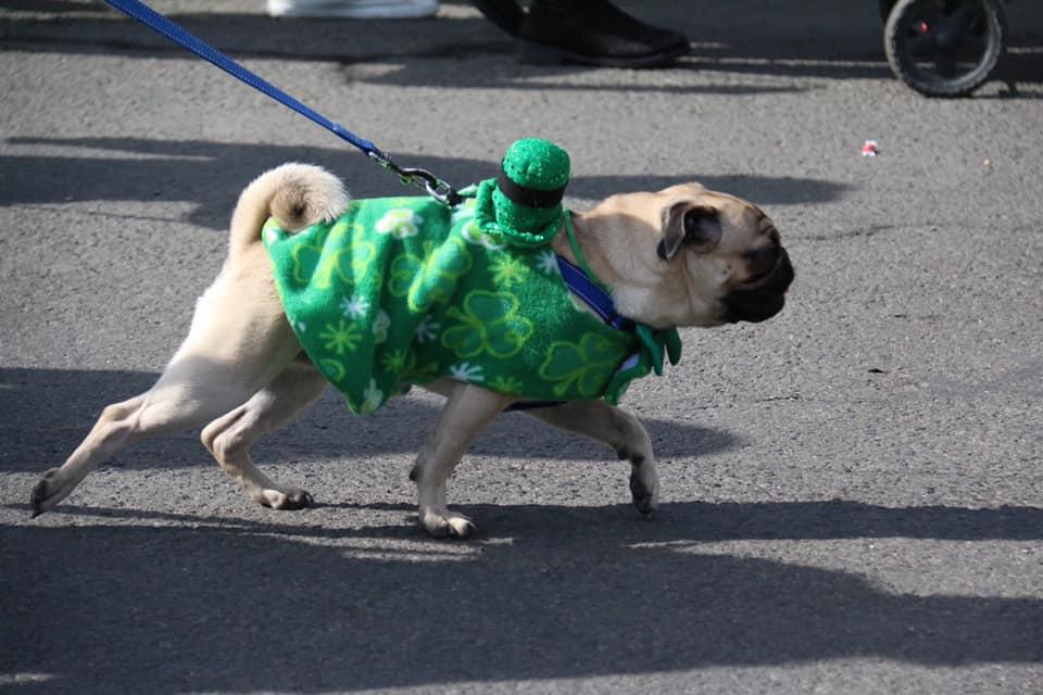 Pet Friendly Spokane's St. Patrick's Day Parade