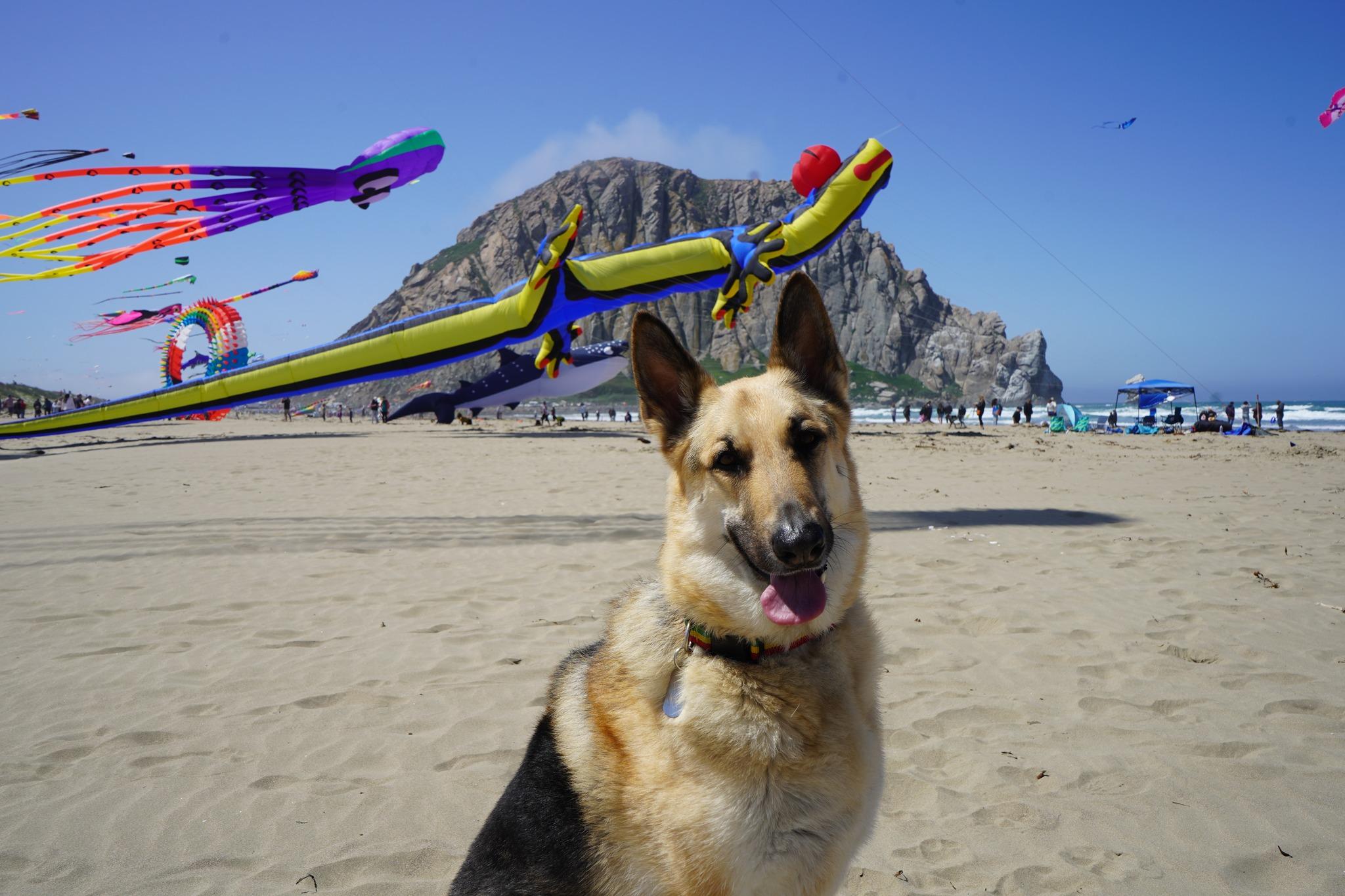 Pet Friendly Annual Morro Bay Kite Festival