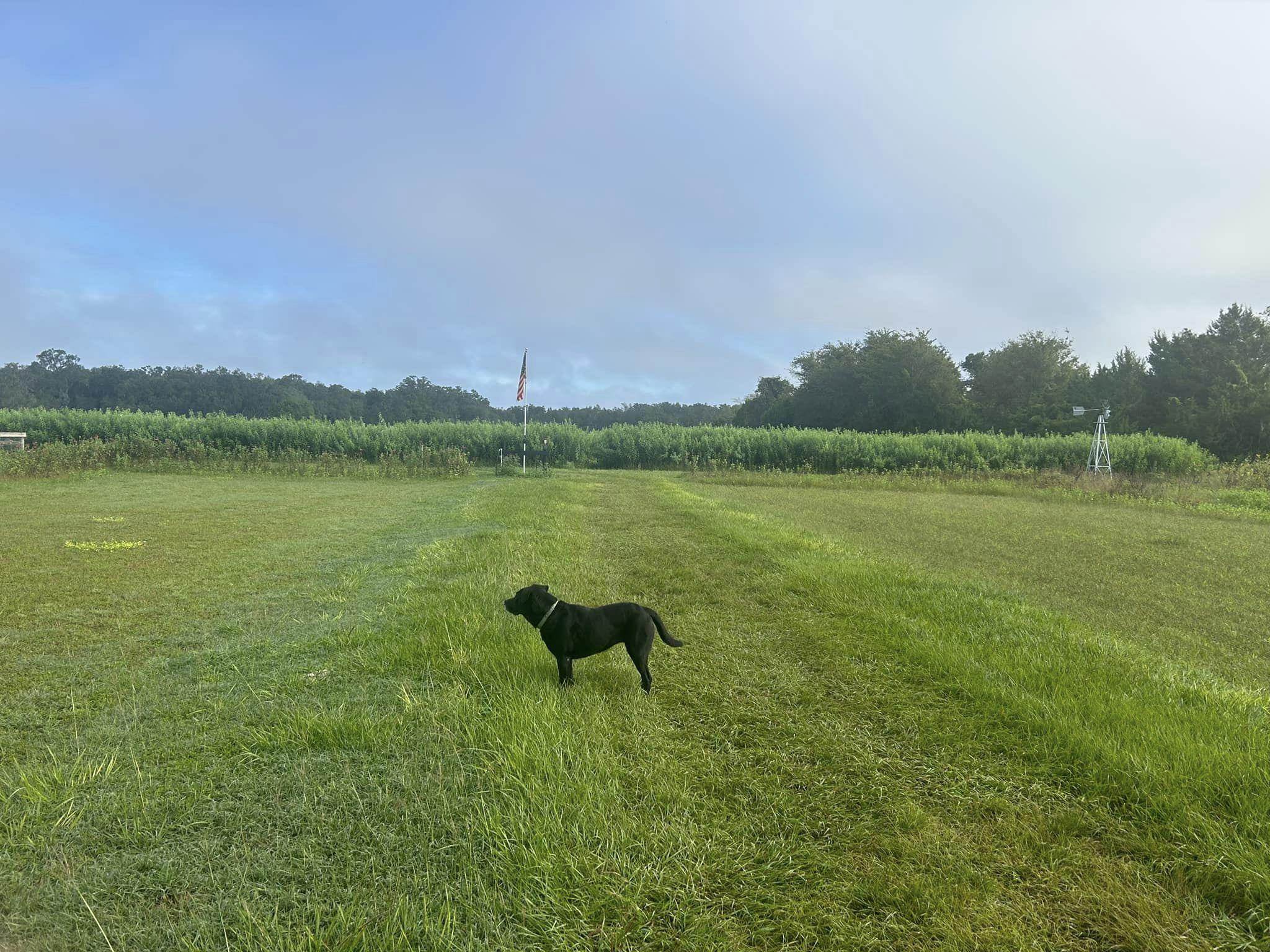 BringFido to Beasley Farms Fall Festival & Pumpkin Patch