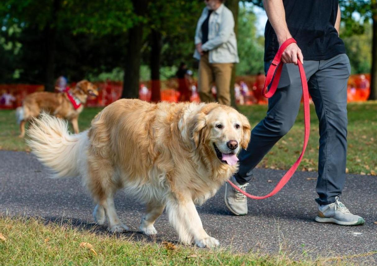 Pet Friendly Goldzilla Fun Fair and Walk for Rescue