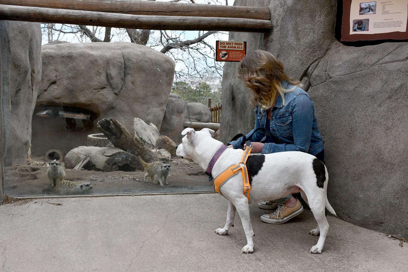 Pet Friendly Dog Days at the Cheyenne Mountain Zoo