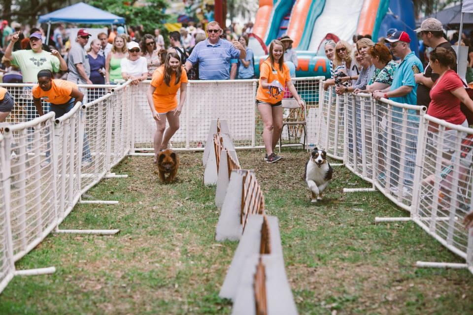 Pet Friendly Doggie Carnival