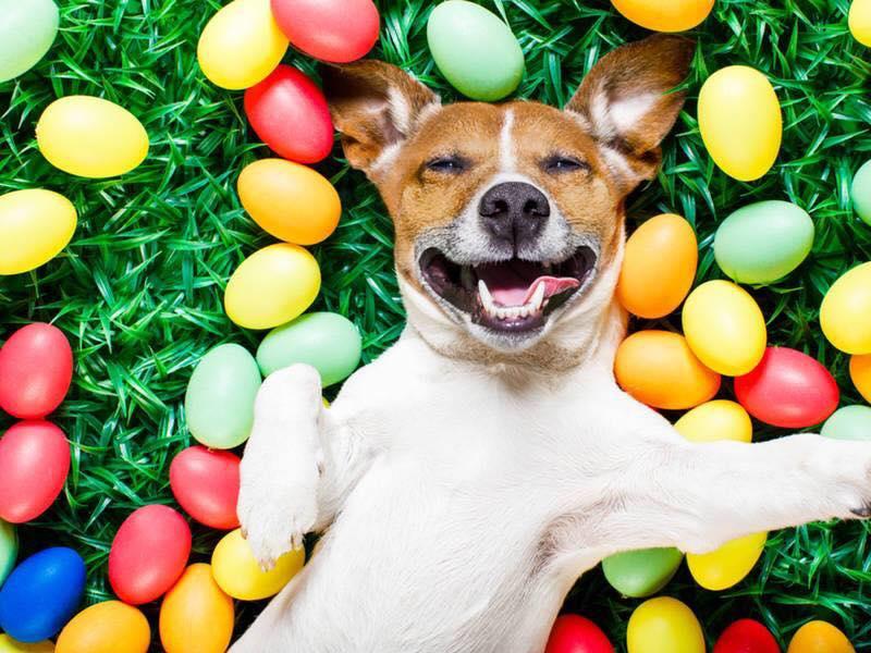 Annual Easter Egg Hunt Costume Contest