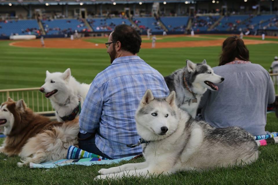 Pet Friendly Dawg Days with Lake County Captains