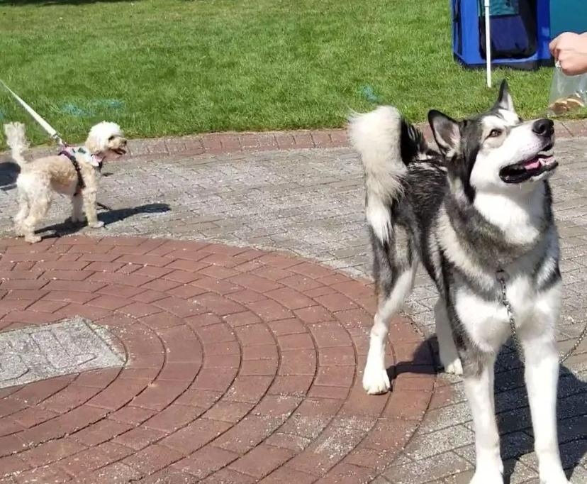 Pet Friendly Community Night at the Park