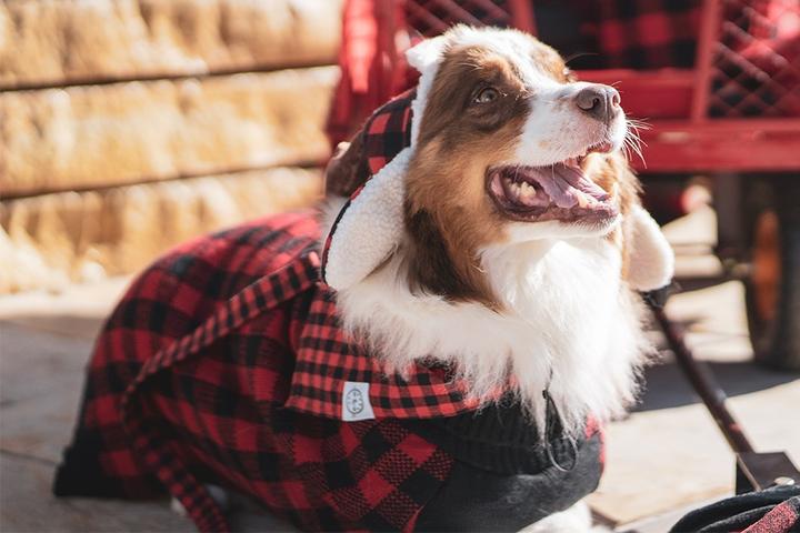 Pet Friendly Annual Gaslamp Pet Parade & Pups in the Pub Party