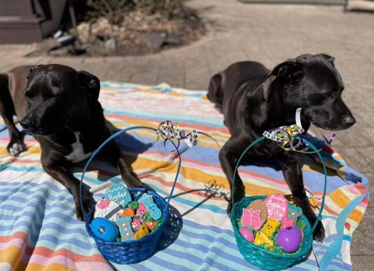 Pet Friendly Pictures with the Easter Bunny