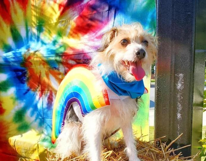 Pet Friendly Annual Woof Stock: A Dog Friendly Music Festival