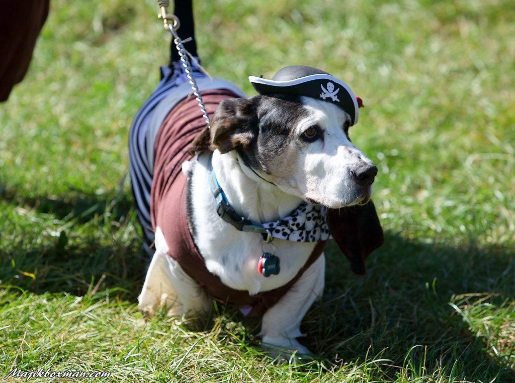Pet Friendly Woofstock Weekend at the Minnesota Renaissance Festival