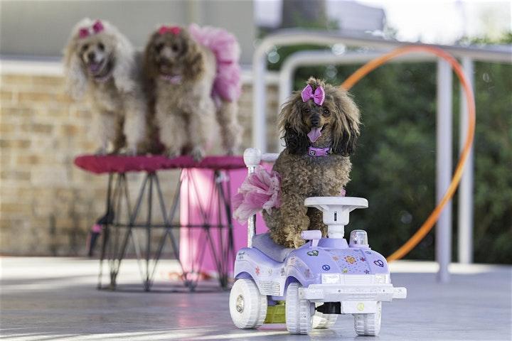 Pet Friendly Bark and Brew