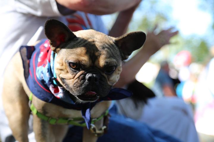 Dog Events In Michigan Bringfido 2022 Dog Events In Michigan