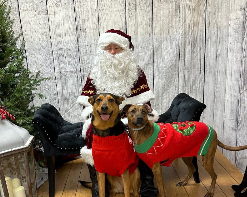 Pet Friendly Holiday of Hope