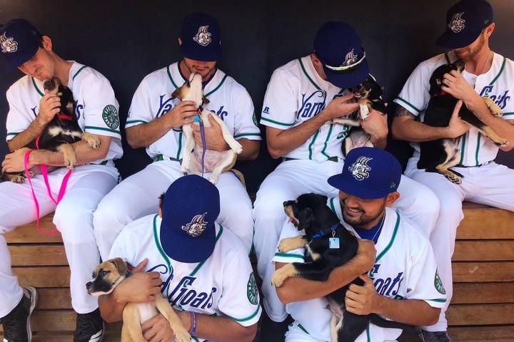Pet Friendly Bark in the Park with the Hartford Yard Goats