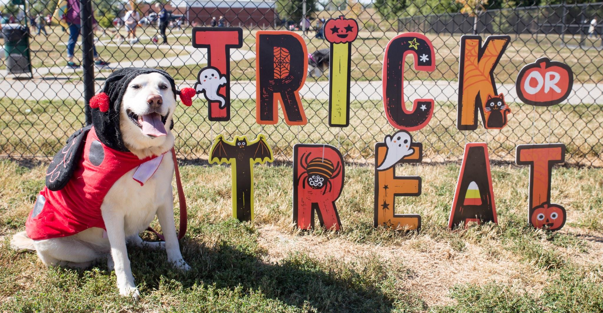 Pet Friendly Howl-O-Ween