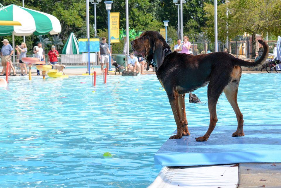 Pet Friendly Puppy Pool Party