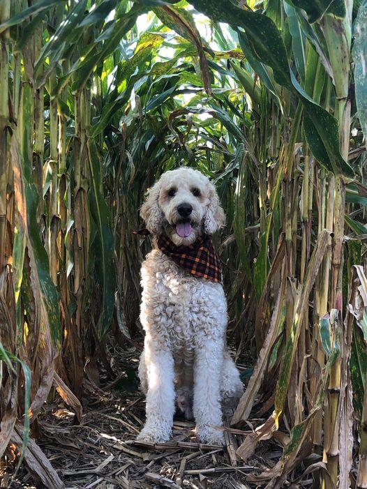 Pet Friendly Dog Day in the Maze