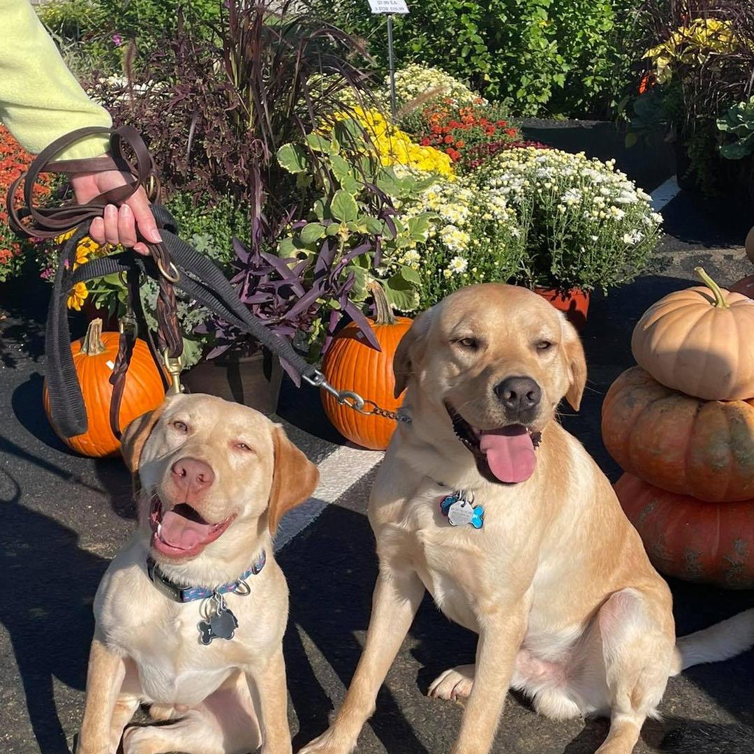 Pet Friendly Flinchbaugh’s Orchard & Farm Market